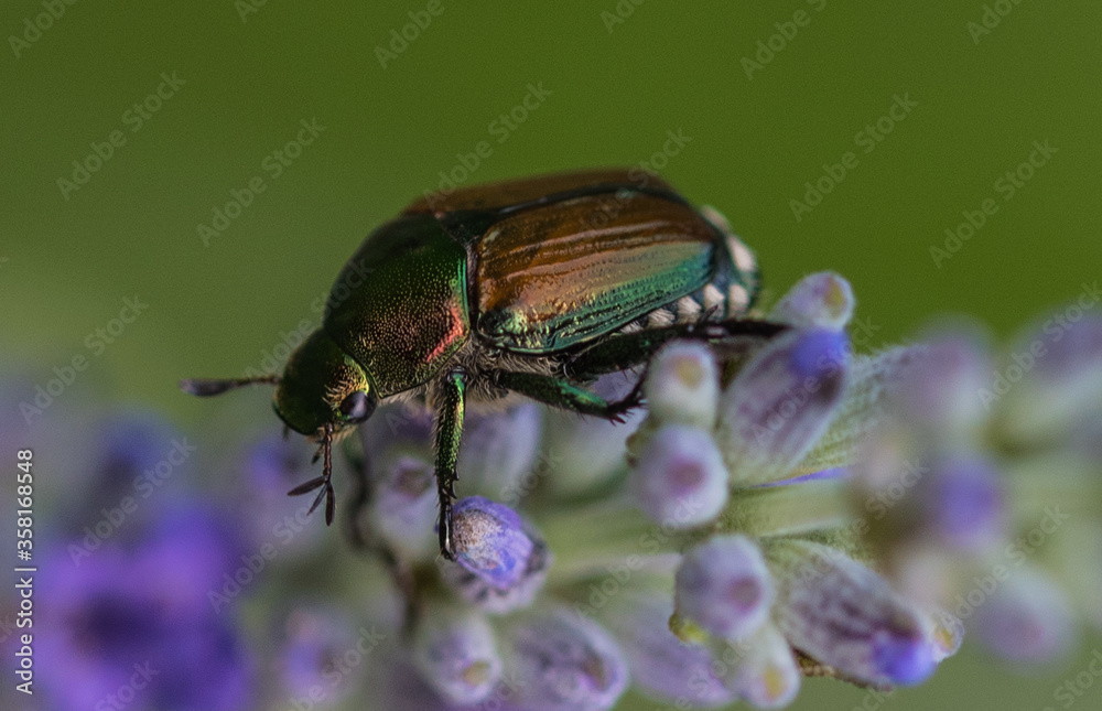 Japanese Beetle Japanese Beetle