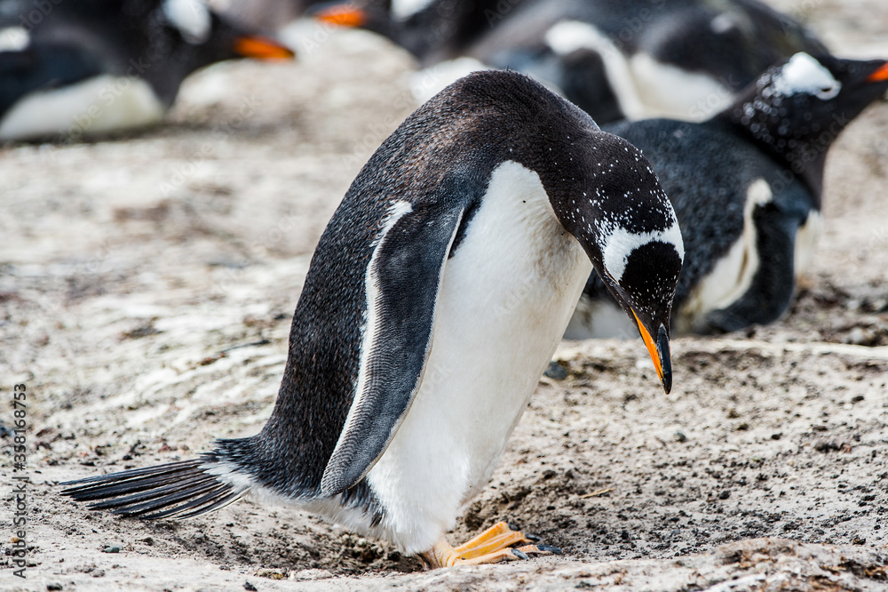 Fototapeta premium It's Little beautiful gentoo penguin in Antarctica