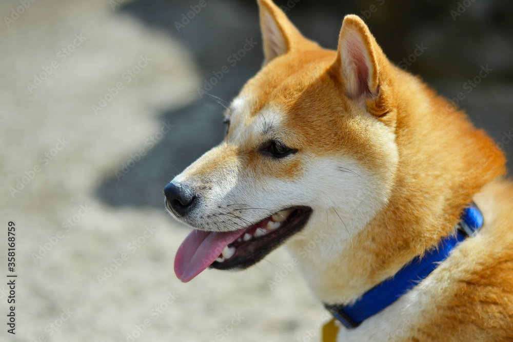 portrait of a shiba inu dog