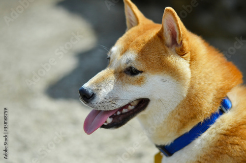portrait of a shiba inu dog
