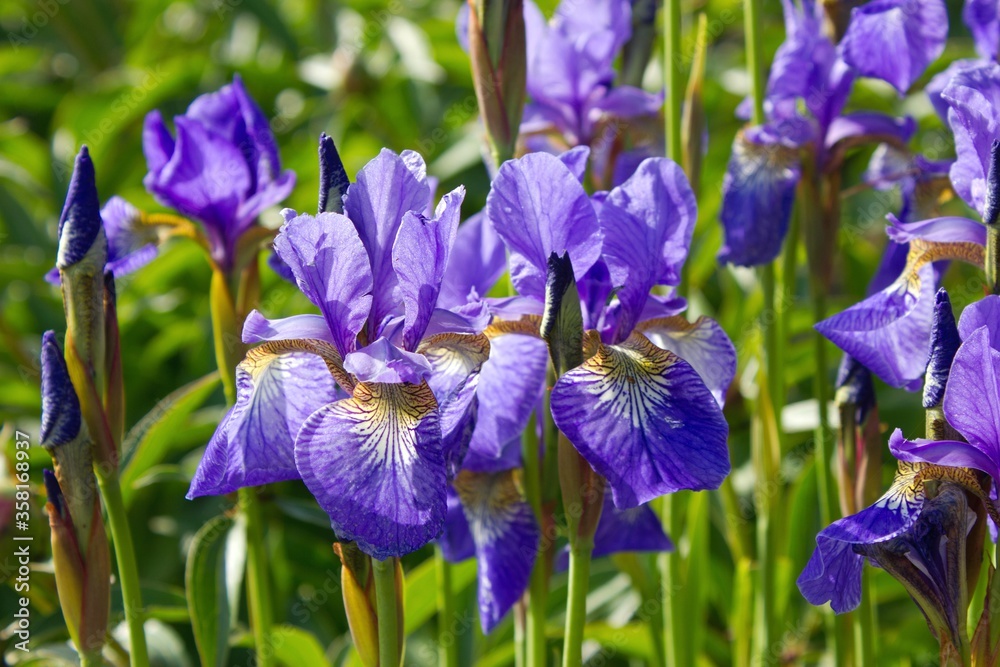 Violet mini irises in garden