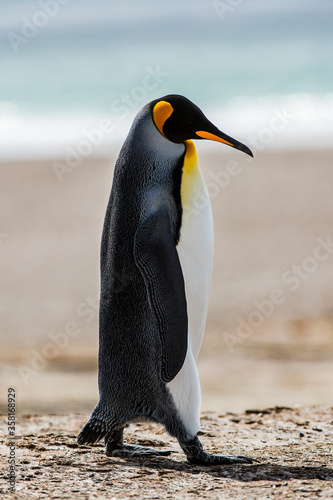 It s King penguin  Falkland Island  Antarctica