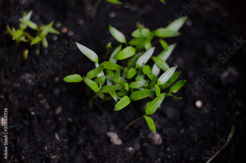 green sprout in soil