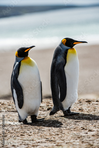 It s Couple of the King penguins in Antarctica