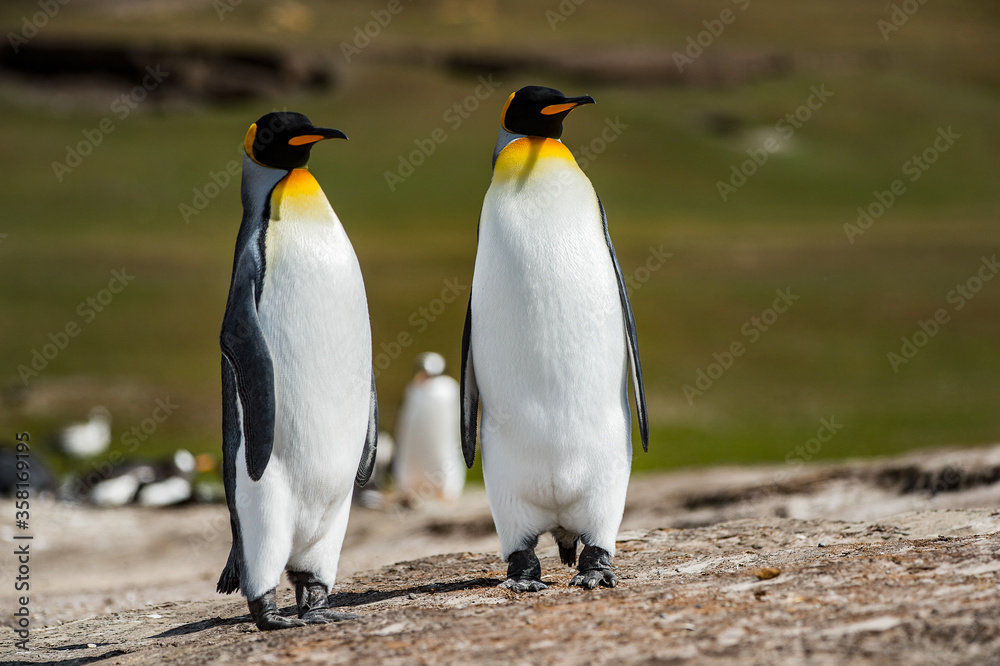 Fototapeta premium It's King penguins, Falkland Islands, Antarctica