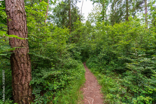 Kleiner Pfad durch den Wald