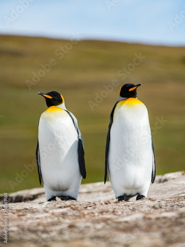 It s King penguins  Falkland Islands  Antarctica