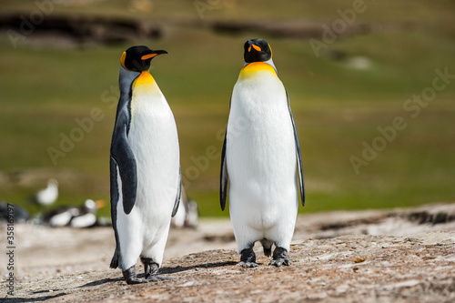 It's King penguins, Falkland Islands, Antarctica