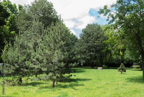 Young pine trees in a city park