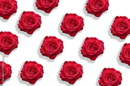 rose sfondo petali rosa rossa rosso 