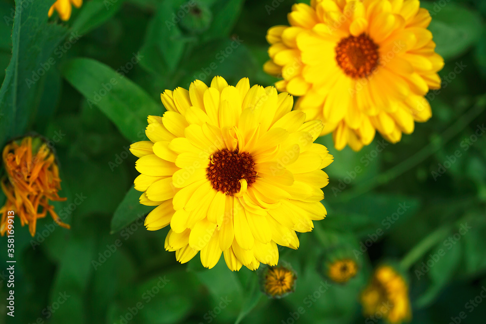 Calendula flowers on green nature summer background. Calendula medicinal plant. Calendula officinalis. Calendula flowers on green nature summer background. Calendula medicinal plant. Calendula officinalis.