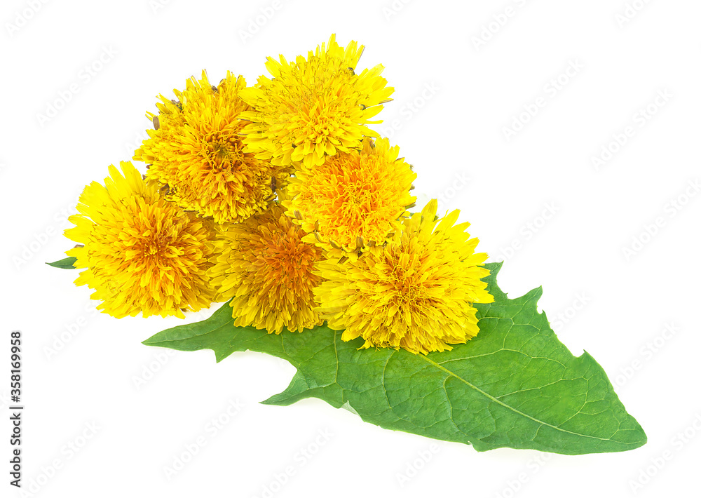 Dandelion flowers with leaves isolated on a white background Dandelion flowers with leaves isolated on a white background