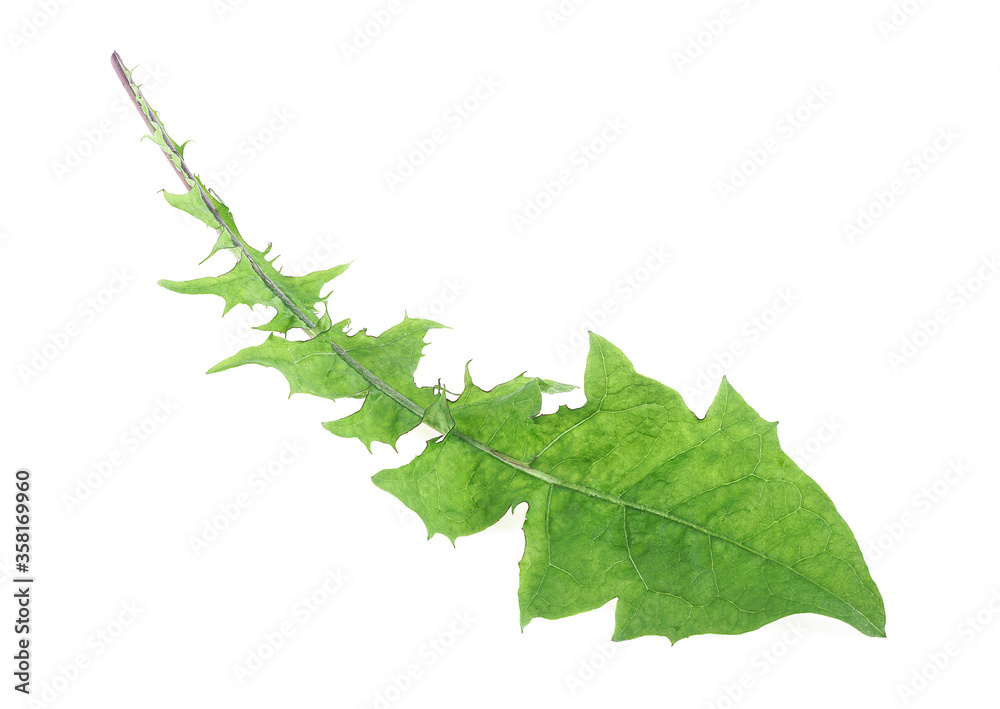 Dandelion leaf isolated on a white background. Herbal medicine. Dandelion leaf isolated on a white background. Herbal medicine.