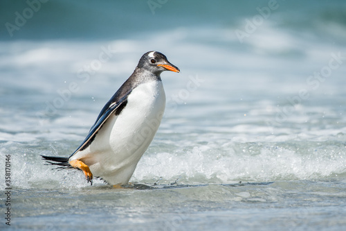 It s Cute little gentoo penguin neat the ocean water in Antarctica