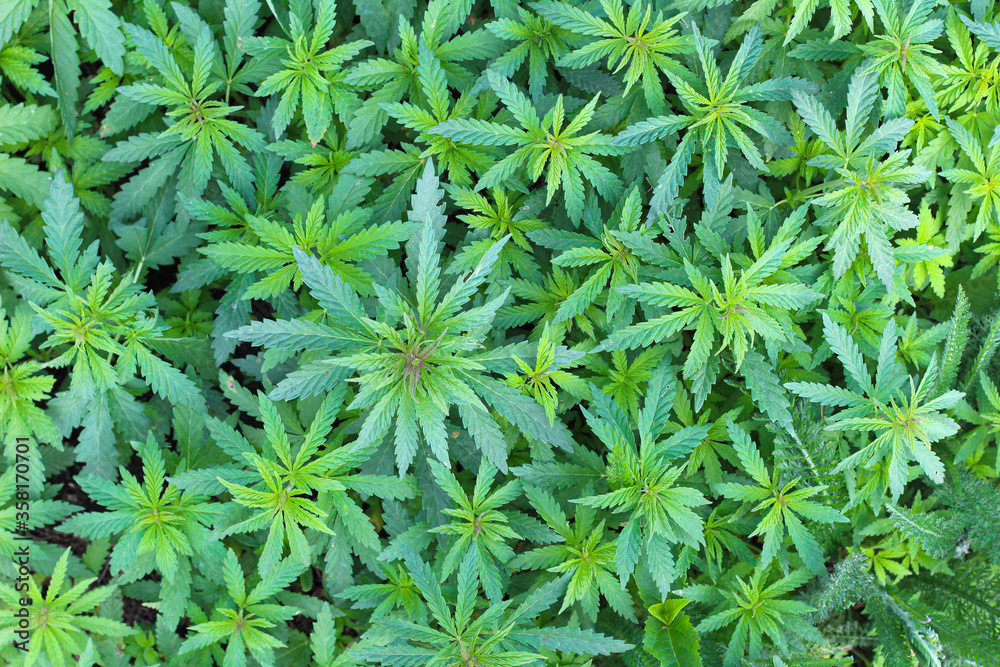 Top view texture of bright green bushes of marijuana plants Top view texture of bright green bushes of marijuana plants