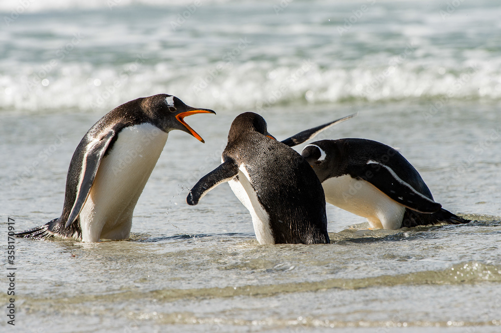 Naklejka premium It's Group of the penguins in the Atlantic Ocean