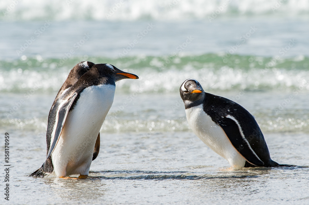 Naklejka premium It's Group of the penguins in the Atlantic Ocean