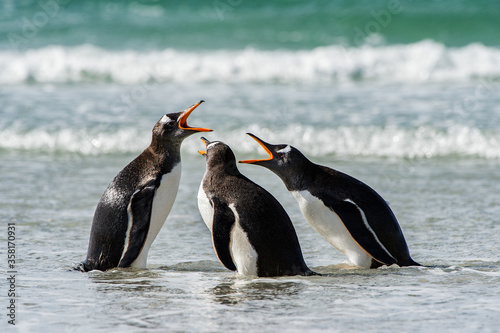 It's Group of the penguins in the Atlantic Ocean