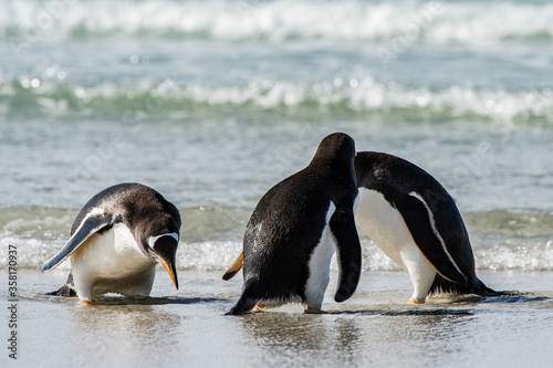 It's Group of the penguins in the Atlantic Ocean