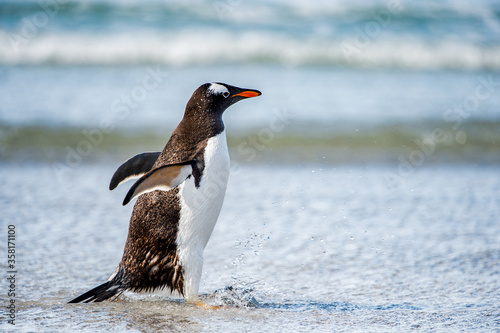 It s Gentoo penguin portrait  Antarctica