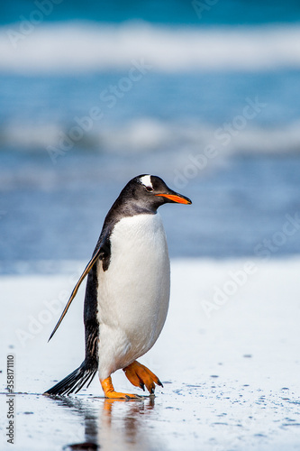 It's Little cute gentoo penguin portrait