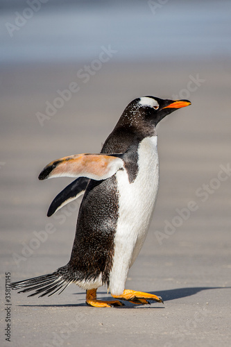 It s Gentoo penguin on the sand  Falkland Islands