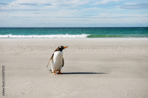 It s Gentoo penguin portrait in front of the Atlantic Ocean  Antarctica