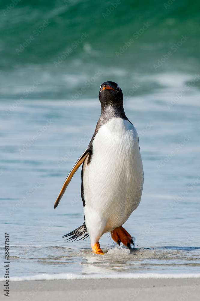 Naklejka premium It's Gentoo penguin portrait in Antarctica