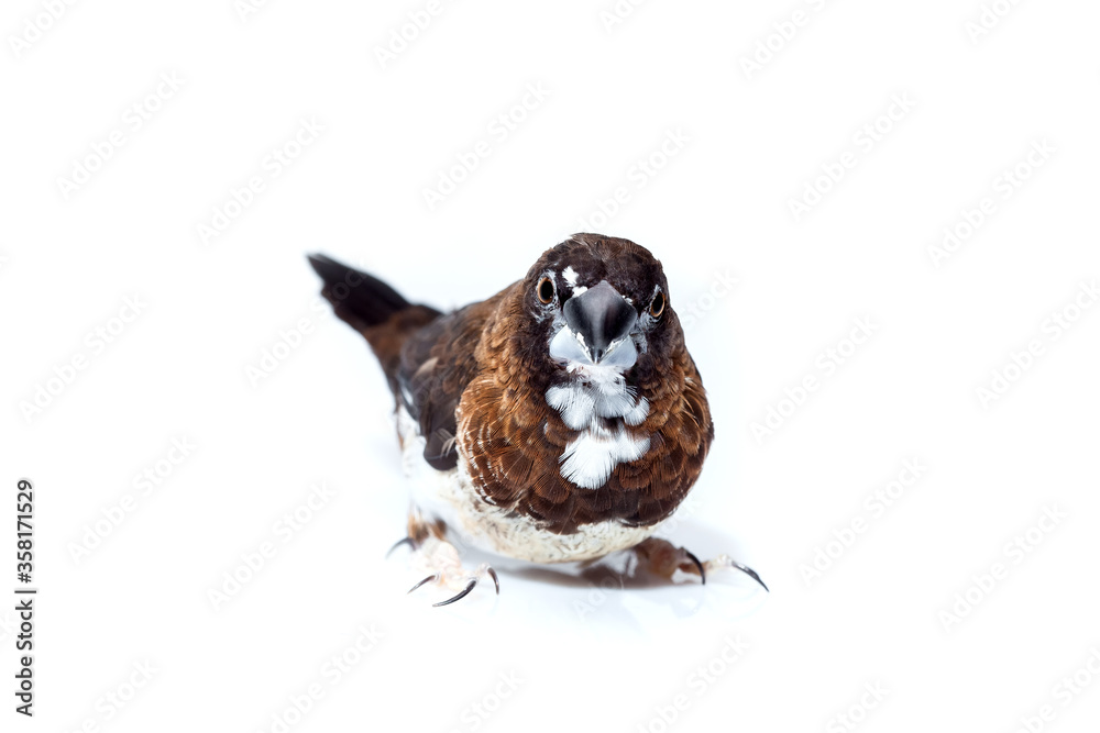 Obraz premium Japanese finch bird with dark brown and white feathers pet portrait isolated on a white background, birdwatching mock up veterinary ornithology theme with copy space.