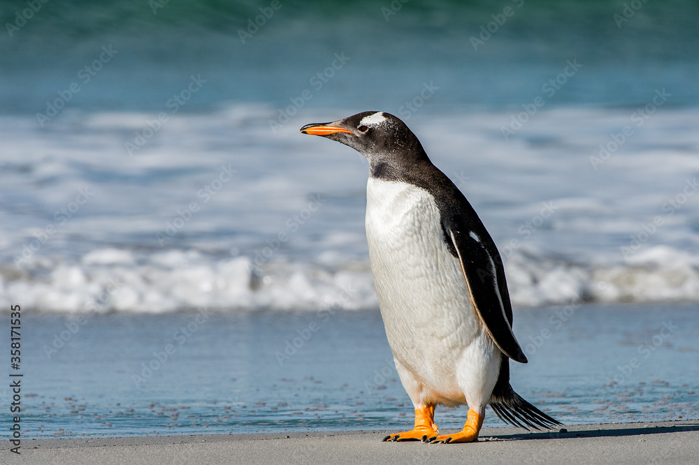 Fototapeta premium It's Gentoo penguin portrait in Antarctica