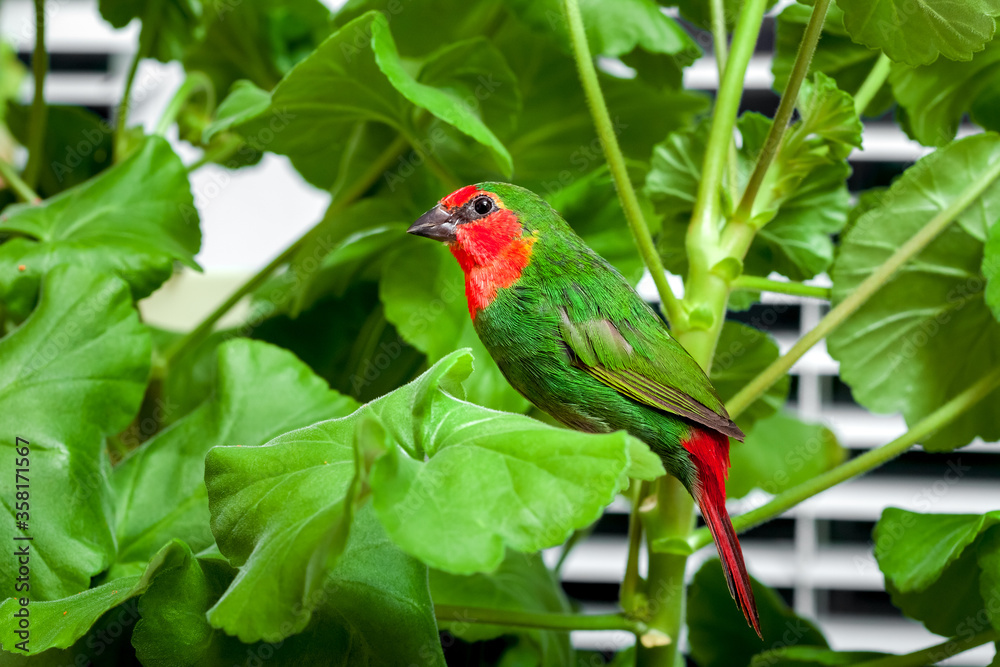 Obraz premium A red headed parrot finch with green feathers and a red breast sits on a branch of a home plant with leaves, veterinary ornithological theme birdwatching pet song bird.