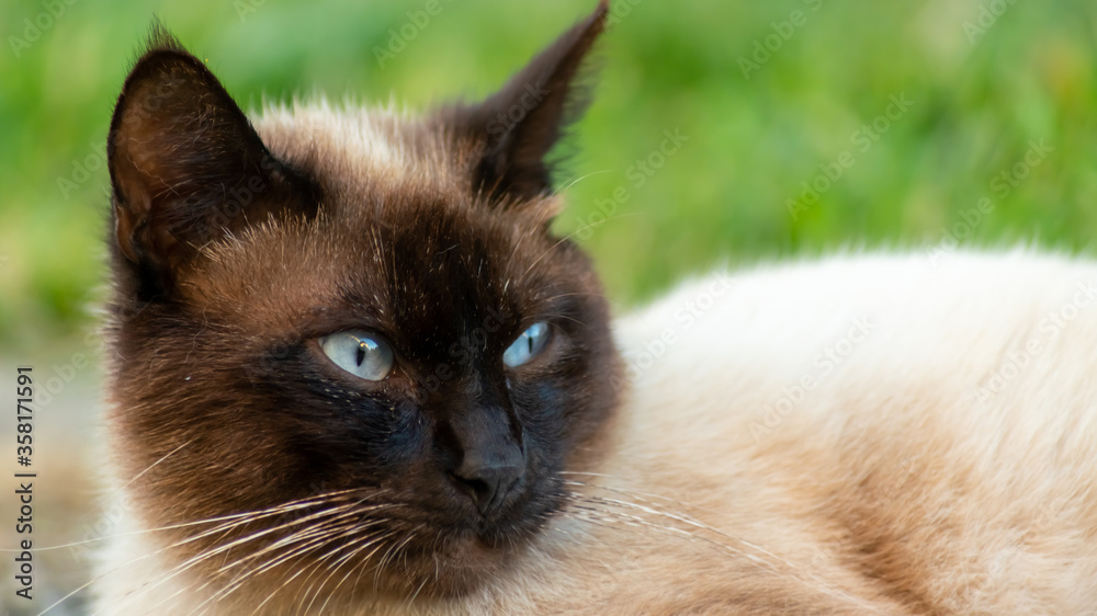 Portrait of a Siamese cat, with magnificent blue eyes