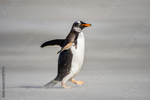 It s Little penguin walks on the sand