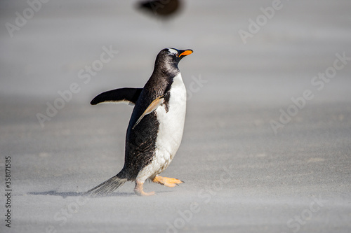 It s Little penguin walks on the sand