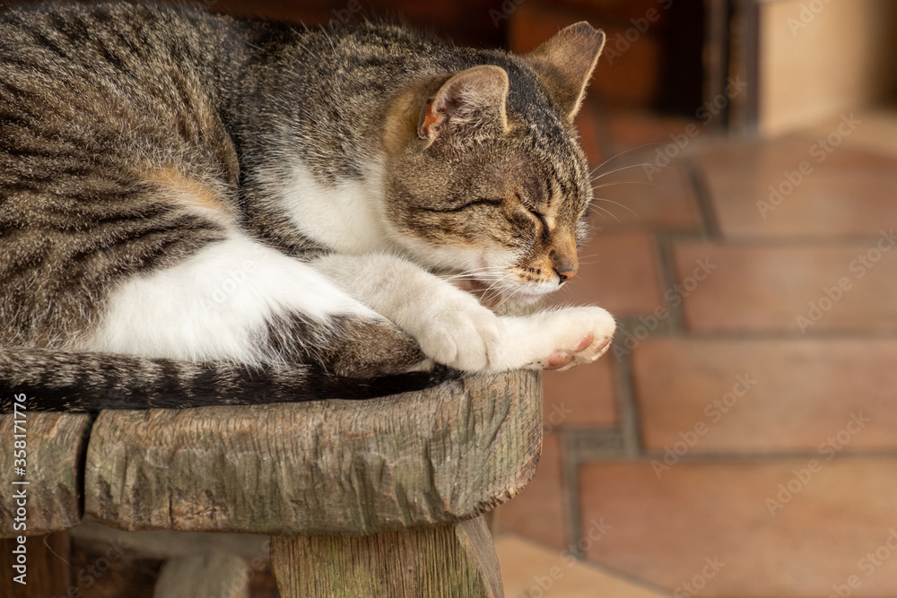 Naklejka premium śpiący kot