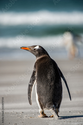 It s Little penguin from behind