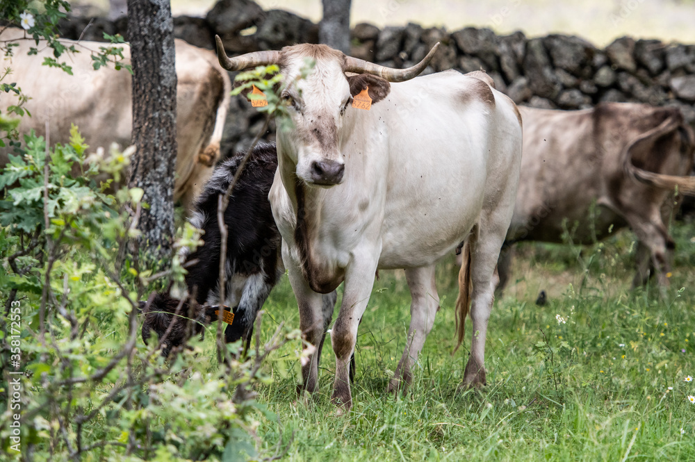 una vaca madre junto a la manada
