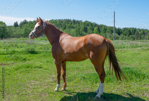 A young brown horse stands on a green meadow on a summer day. Horizontal orientation, selective focus. Animal theme.
