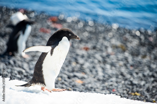 It s Close up of the Adelie penguins  Pygoscelis adeliae  on the snow