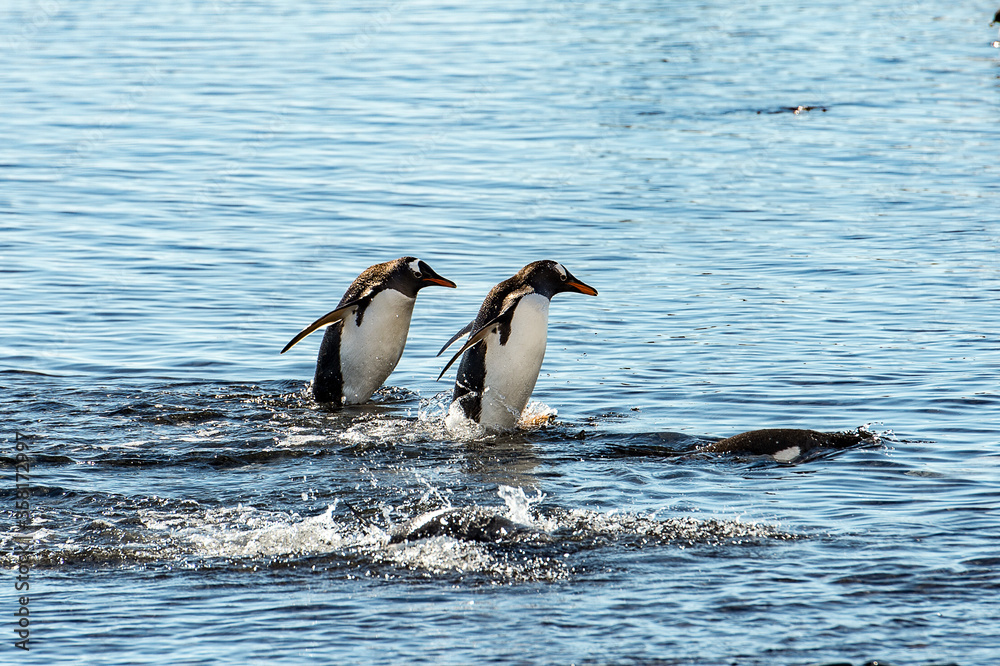 Fototapeta premium It's Adelie penguin (Pygoscelis adeliae) play in the water looking for the fish