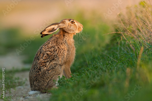 European hare (Lepus europaeus), also known as the brown hare. Beautiful evening light. Fluffy brown fur. Sitting on the field. Scene from wild nature. Slovakia. 
