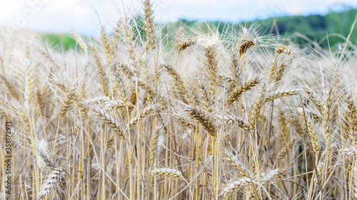 Ripe wheat field. Golden ripened wheat ears before harvesting.