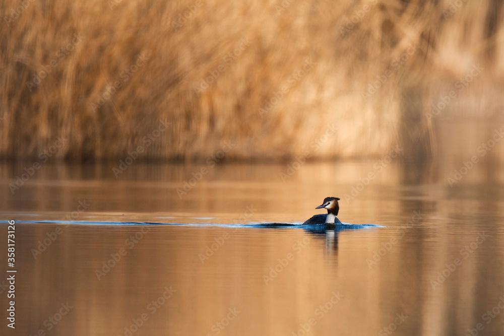 Great crested grebe (Podiceps cristatus), water bird swimming in the lake. Beautiful evening light. Diffused background consist of reed. Small bird with white face and neck, dark body and rusty head. Great crested grebe (Podiceps cristatus), water bird swimming in the lake. Beautiful evening light. Diffused background consist of reed. Small bird with white face and neck, dark body and rusty head.