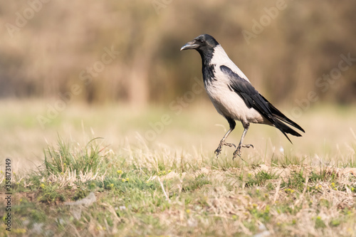 Hooded crow (Corvus cornix), medium size bird with black head and wings, and with grey body. Moment of bird jump. Diffused background  consist of flowers growing on field. Scene from wild nature.    © MatusHaban