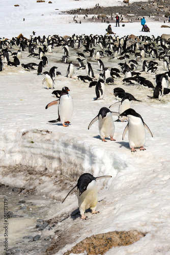 It's Many Adelie Penguins (Pygoscelis adeliae) on the Antarctica coast