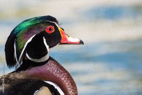 Wood Duck Portrait