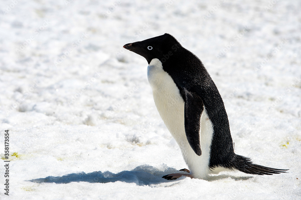 Fototapeta premium It's Adelie penguin (Pygoscelis adeliae) on the snow