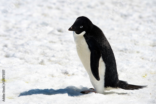 It s Adelie penguin  Pygoscelis adeliae  on the snow