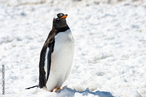 It s Close up of a Gentoo Penguin  Pygoscelis papua  in Antarctica on the white snow