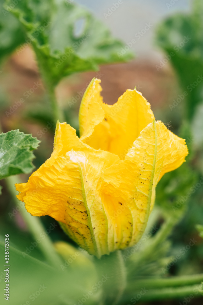 Closeup sur une fleur de courgette dans le jardin potager Closeup sur une fleur de courgette dans le jardin potager